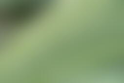 Фотографія квесту Тайна джунглей від компанії Корпорация квестов (Фото 1)