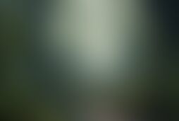 Фотографія квесту Джуманджи. Испытание в джунглях від компанії Корпорация квестов (Фото 1)